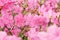 Pink flower azalea rhododendron. Group bright cerise flowers background.