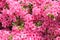 Pink flower azalea rhododendron group bright cerise flowers background crops Rho