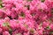 Pink flower azalea rhododendron group bright cerise flowers background crops Rho