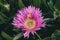 Pink flower background. Closeup view of carpobrotus edulis flower in bloom.