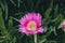 Pink flower background. Closeup view of carpobrotus edulis flower in bloom.