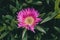 Pink flower background. Closeup view of carpobrotus edulis flower in bloom.