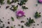 Pink flower background. Closeup view of carpobrotus edulis flower in bloom buried in the sand.