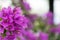 Pink flower background with selective focus. Purple Bougainvillea\'s flora.