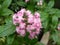 Pink flower beautiful pinkish garden greeny bright pink and white