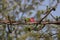 Pink flower on beautiful rare thorny tree branch