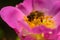 Pink flower and bee. Nectar and honey. Nature. Insect collects nectar.