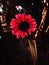 A pink flower in black background