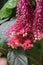 Pink flower of bleeding heart vine, also called bleeding glory-bower in Africa