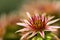 Pink Flower of a blooming Common Houseleek, Sempervivum Tectorum, Plant of the alps.