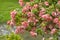 Pink  flower blooming and lake in  garden bangkok Thailand and soft blur