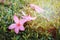 Pink flower blooming on spring meadow at the sunset