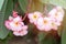 Pink flower blooming on spring meadow at the sunset