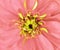 Pink flower blooms. Macro. light green center. Closeup. for design.