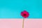 A pink flower on a blue background with rose, pop art, artistic, minimalist, decorative