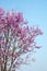 pink flower in blue sky, sakura of thailand, Beautiful cherry bl