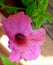 Pink flower with blue stamen