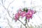 Pink flower with blur background , Pink trumpet tree ,Tabebuia r