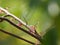 Pink flower bud on branch Averrhoa carambola star fruit Magnoliophyta