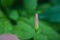 pink flower bud. pink bindweed wildflower