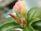 Pink flower buds and green leaves of Adenium, Desert rose, Mock Azalea, macro