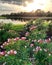 Pink flower bush with sun setting with a pond view