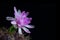 Pink flower of cactus gymnocalycium damsii