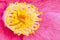 Pink flower of Camelia japonica