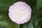 the pink of flower Camellia Debutante japonica