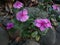 Pink flower of Catharanthus roseus, also known as bright eyes, old maid, graveyard plant, pink periwinkle, blooming in garden