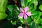 Pink flower Catharanthus roseus, commonly known as Madagascar periwinkle