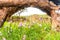 Pink flower (Caulokaempferia alba) field with a wooden frame in nature