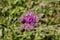 Pink flower of Centaurea phrygia