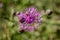 Pink flower of Centaurea phrygia