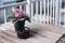 Pink flower with ceramic ashtray on wooden table at terrace