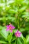 Pink flower,Ceylon spinach or waterleaf (Talinum fruticosum