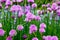 A pink flower of chives, Allium schoenoprasum