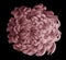 Pink flower chrysanthemum on the black isolated background with clipping path. Closeup. For design.