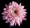 Pink flower chrysanthemum, garden flower, black isolated background with clipping path. Closeup. no shadows. blue centre.