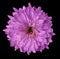 Pink flower chrysanthemum, garden flower, black isolated background with clipping path. Closeup. no shadows. green centre.