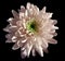 Pink flower chrysanthemum, garden flower, black isolated background with clipping path. Closeup. no shadows. green centre.