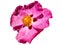 Pink flower Cistus salviifolius isolated