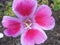 Pink flower close up