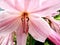 Pink Flower Close Up