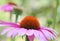 Pink flower close up; coneflower in meadow