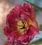 pink flower closeup tulip bokeh background