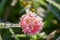 Pink flower of a clover is covered with hoarfrost macro