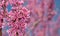 Pink flower clusters of an Eastern Redbud tree in early spring