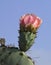 Pink flower, coastal prickly pear cactus against blue sky