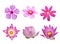 pink flower collection